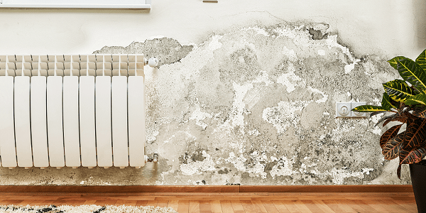 Mur intérieur présentant des taches d'humidité et de moisissure dues à des remontées capillaires, avec un radiateur blanc, un parquet en bois, une plante en pot, et un tapis au premier plan.