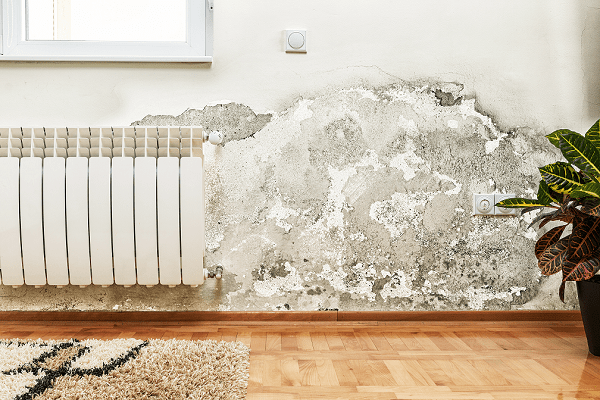 Mur intérieur présentant des taches d'humidité et de moisissure dues à des remontées capillaires, avec un radiateur blanc, un parquet en bois, une plante en pot, et un tapis au premier plan.